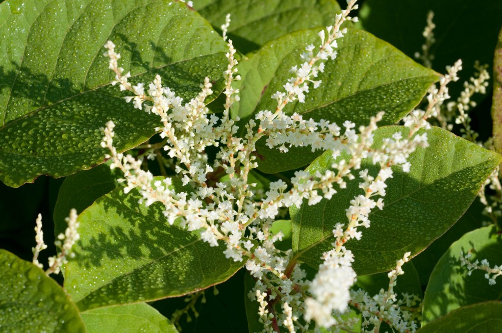 Polygonum cuspidatum proprietà: potente antiossidante