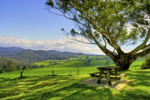 Pic-nic perfetti: suggerimenti utili per tutte le location